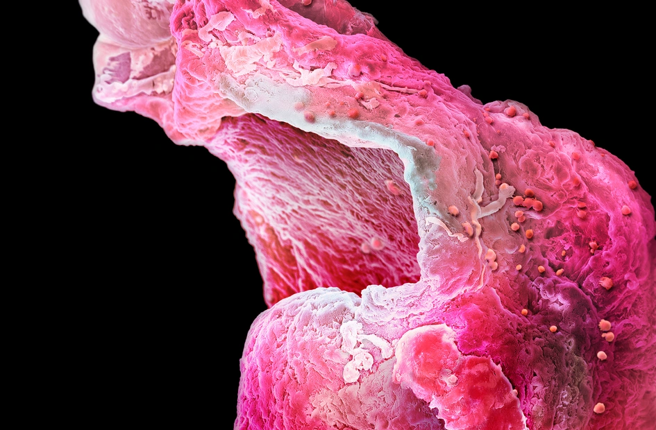 High resolution picture of an artificial heart muscle from a research lab in Cambridge.