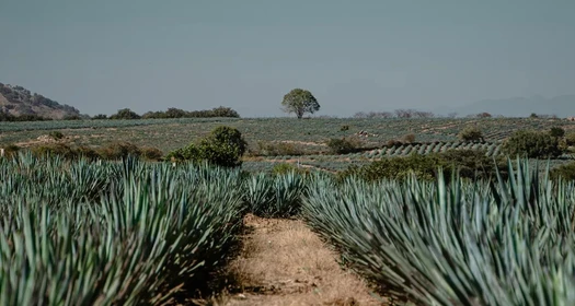 Imagen panorámica de campo de agave en México